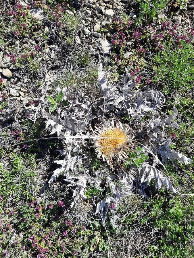 Carlina acanthifolia — search result for 'Acanthus'