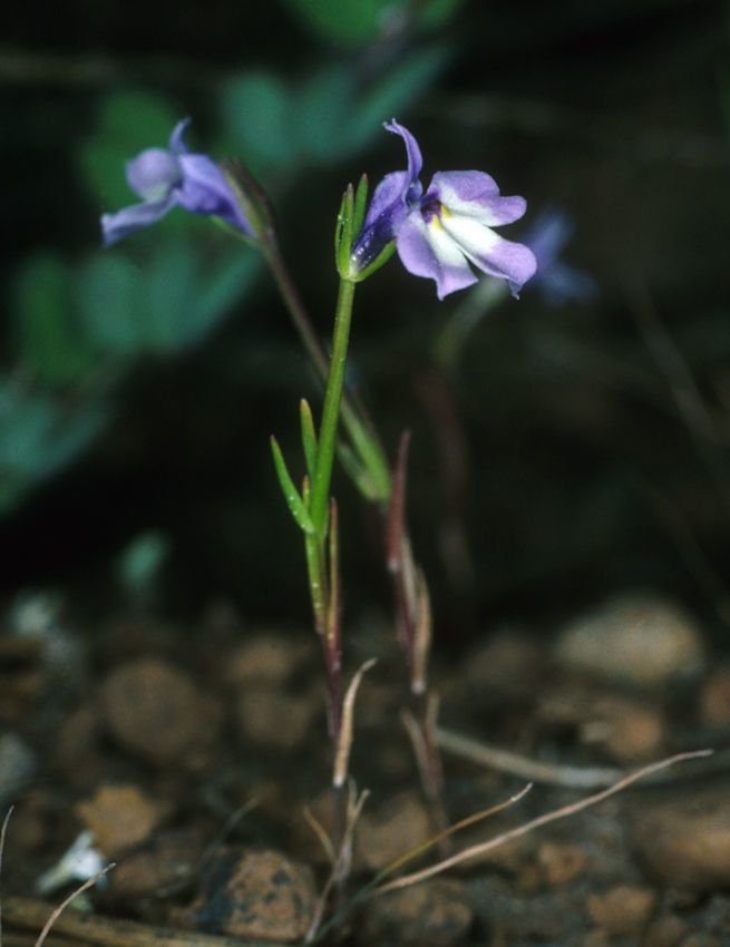 Downingia montana flower