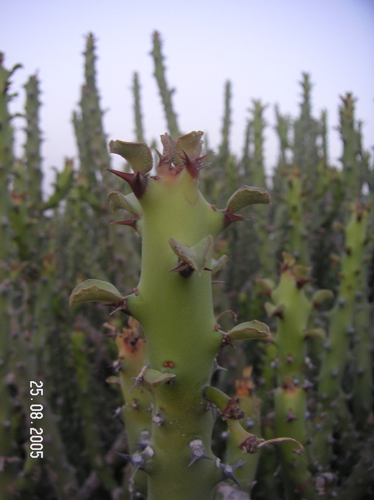 Euphorbia caducifolia leaf