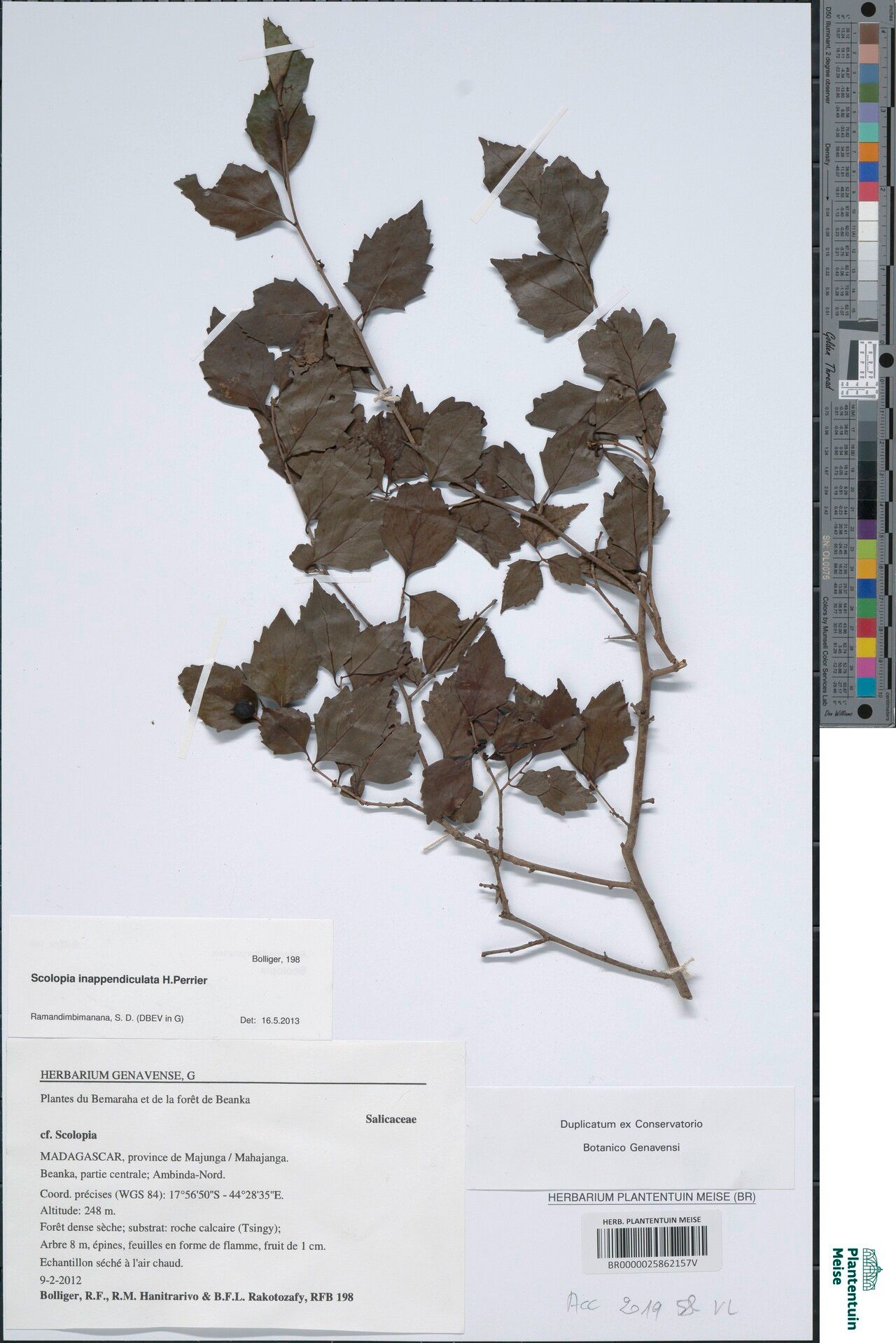 Scolopia inappendiculata