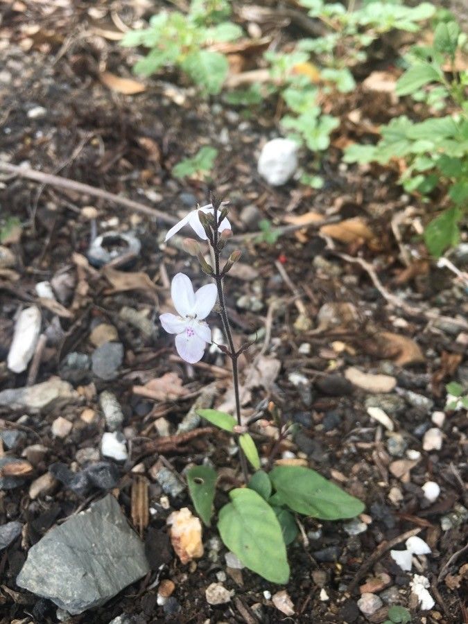 Pseuderanthemum variabile habit