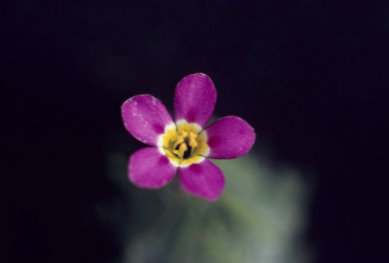 Leptosiphon ciliatus flower