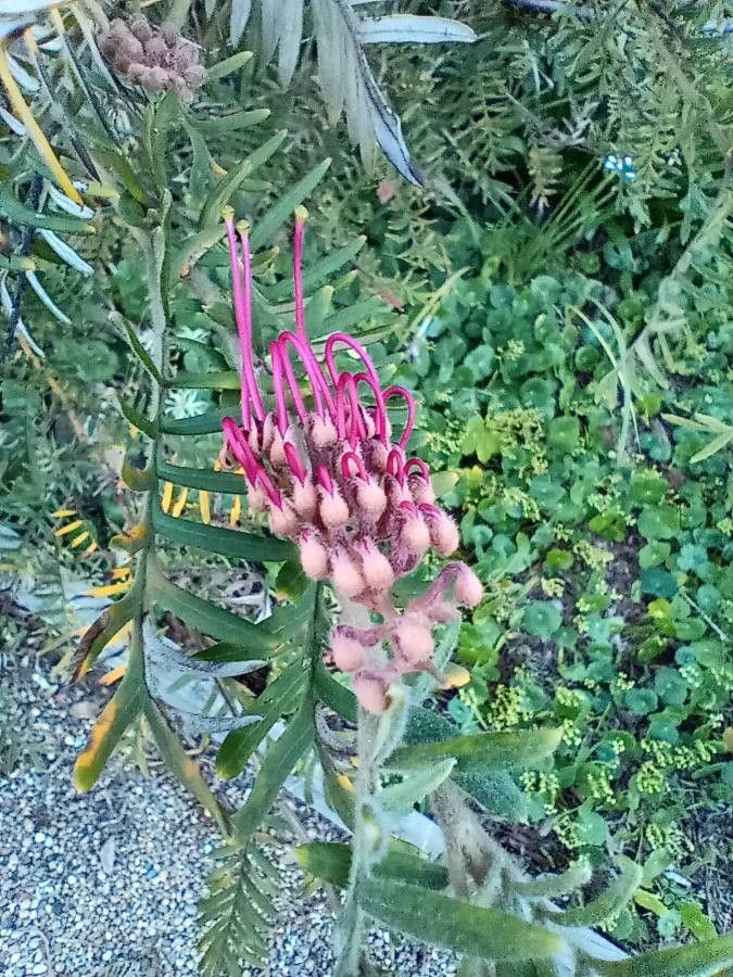 Grevillea caleyi flower