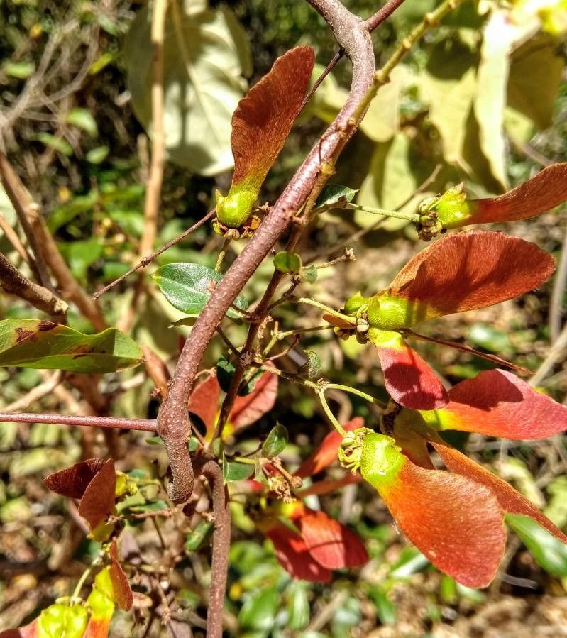 Heteropterys syringifolia — houseplant care guide