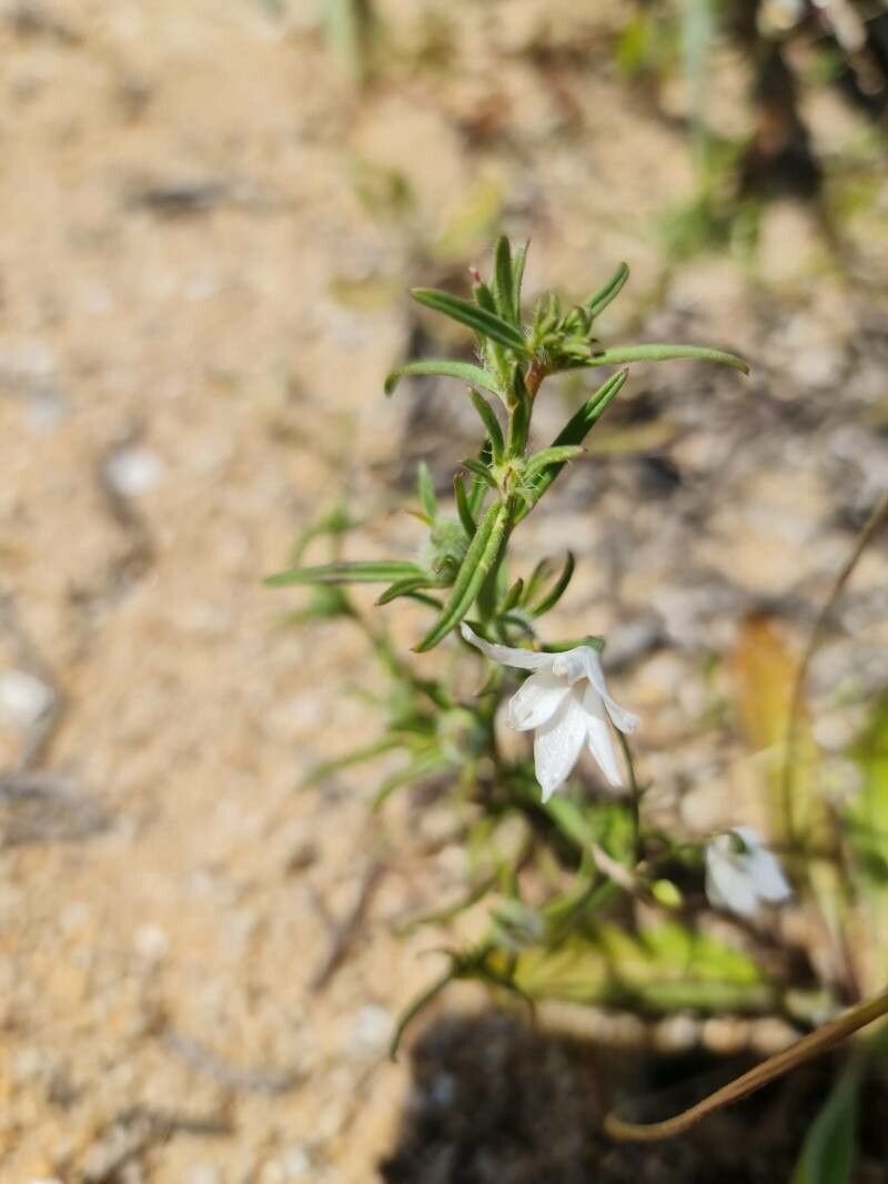 Acis nicaeensis — search result for 'Amaryllidaceae'
