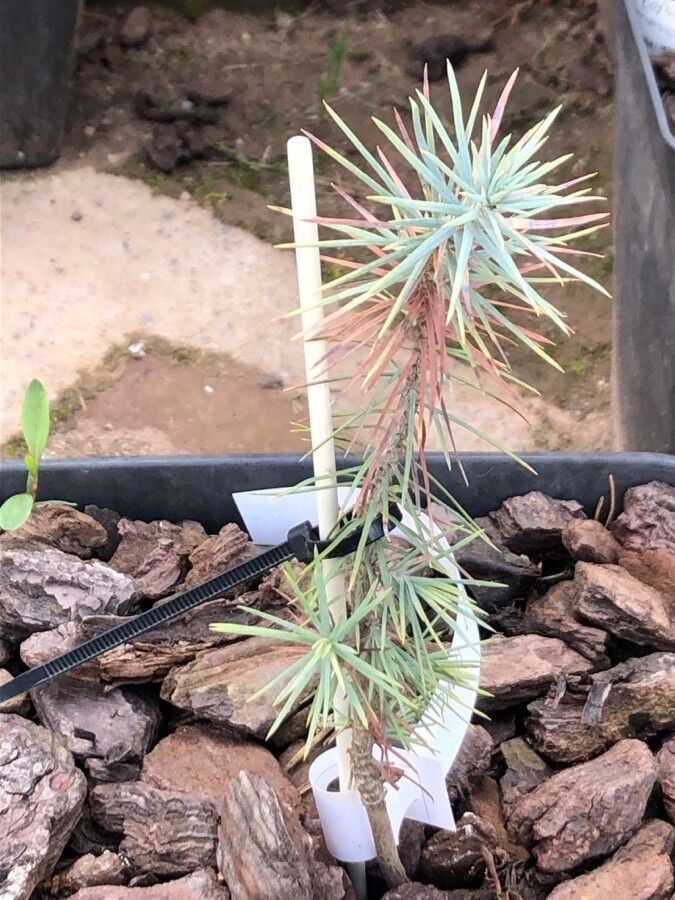 Pinus longaeva — search result for 'Pinus'