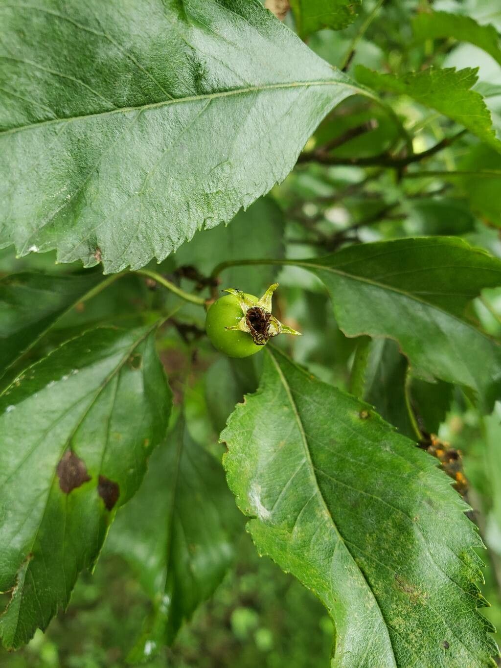 Crataegus nitida fruit