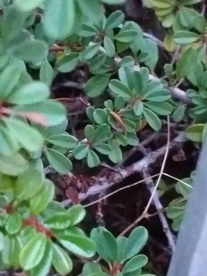 Cotoneaster congestus bark