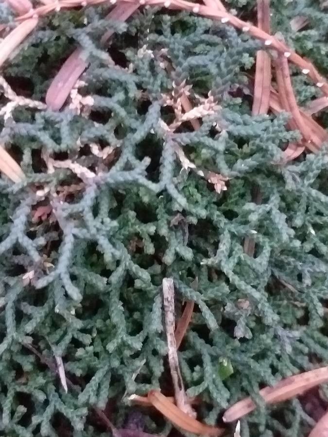 Selaginella sanguinolenta — search result for 'Selaginella'