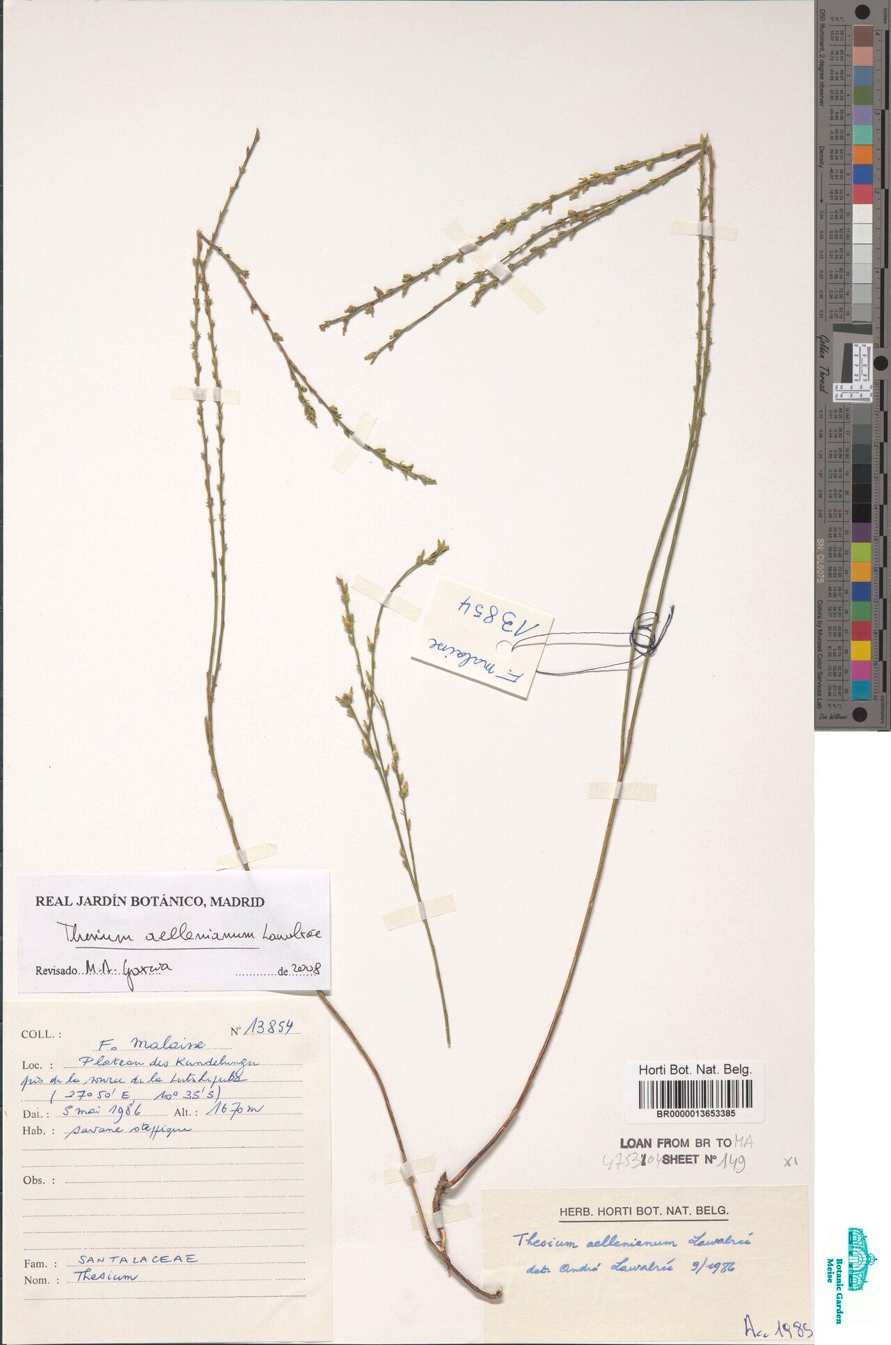 Thesium aellenianum — related species from the same genus