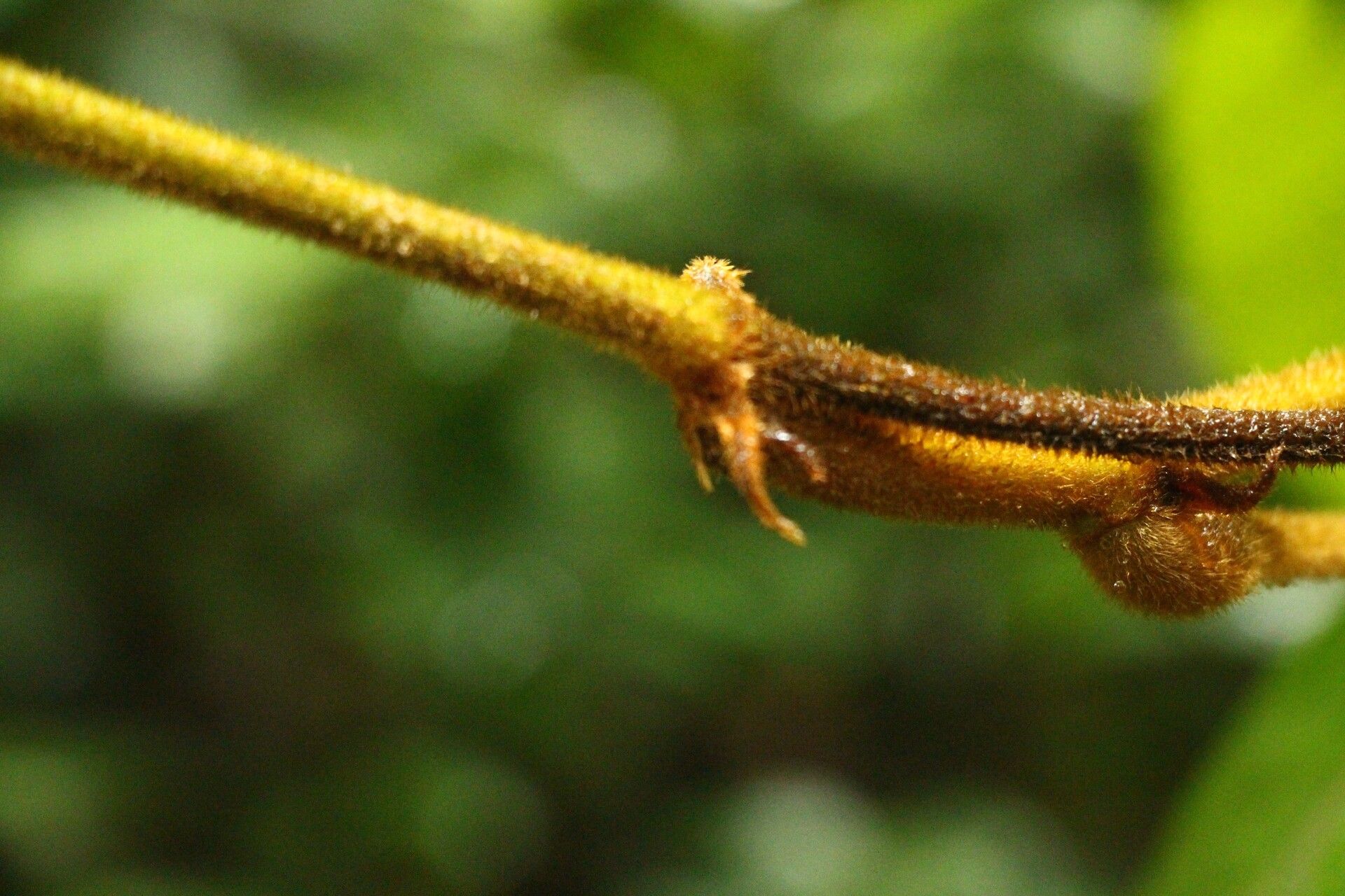 Leptoderris brachyptera bark