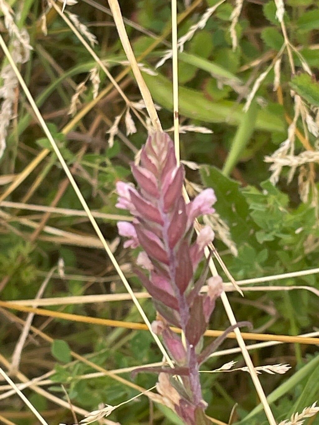 Odontites vernus flower
