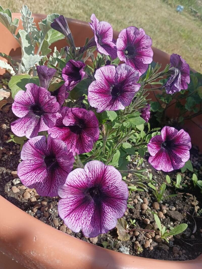 Petunia occidentalis flower
