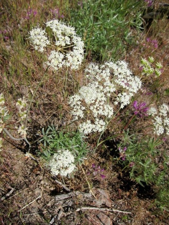Perideridia bolanderi — related species from the same genus
