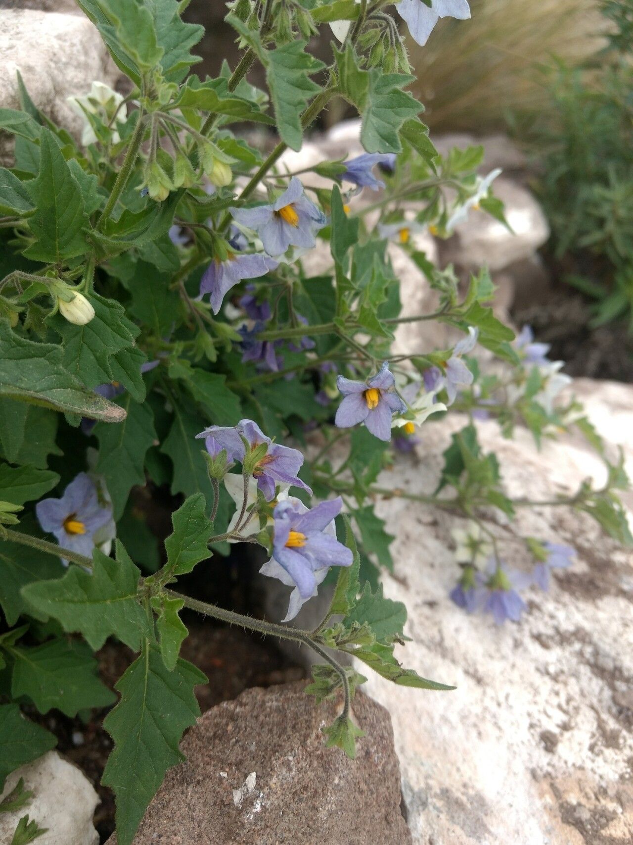 Solanum tweedieanum flower