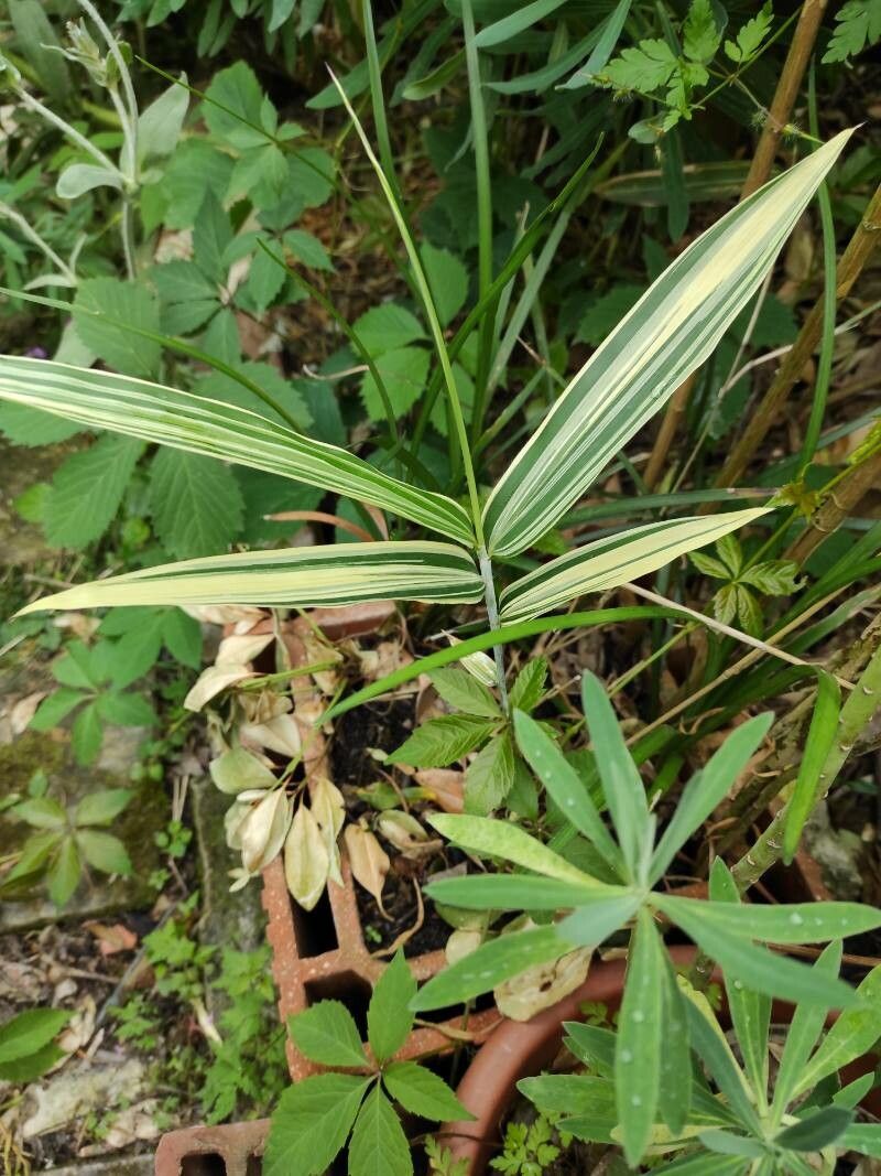 Pleioblastus variegatus flower