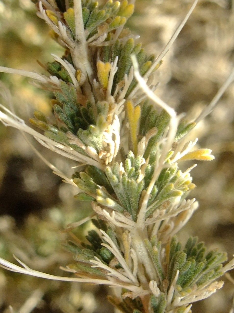 Descurainia bourgaeana fruit