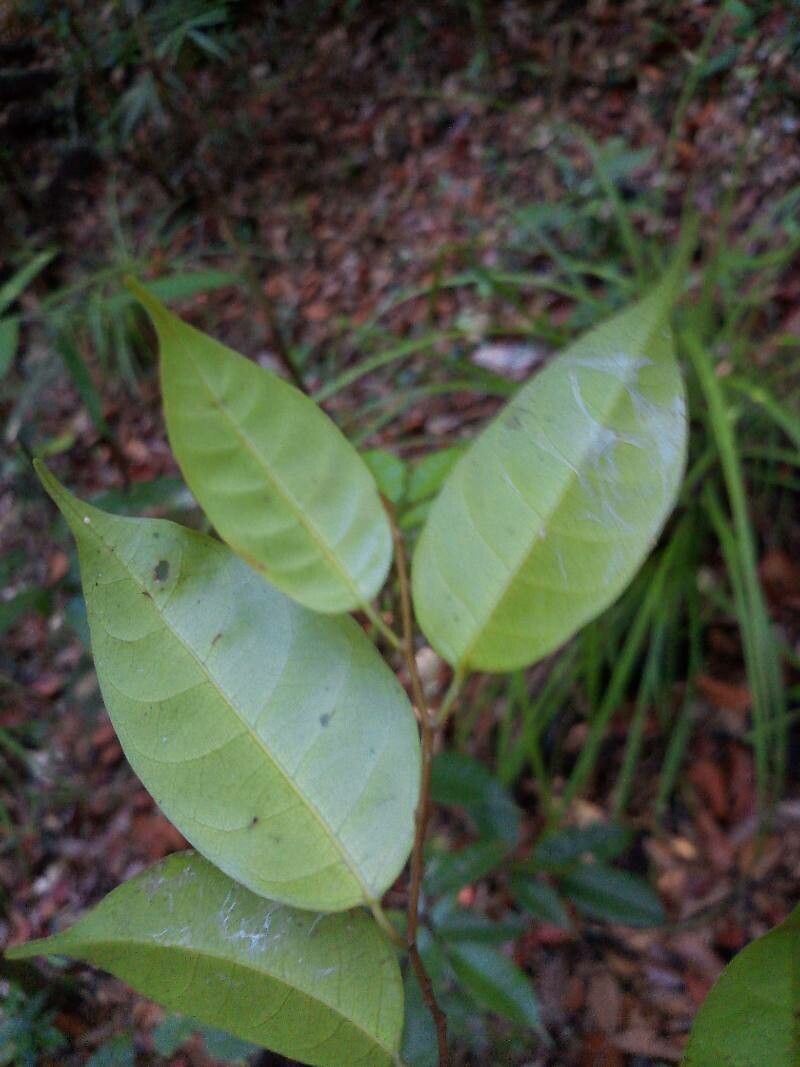 Shorea multiflora — houseplant care guide