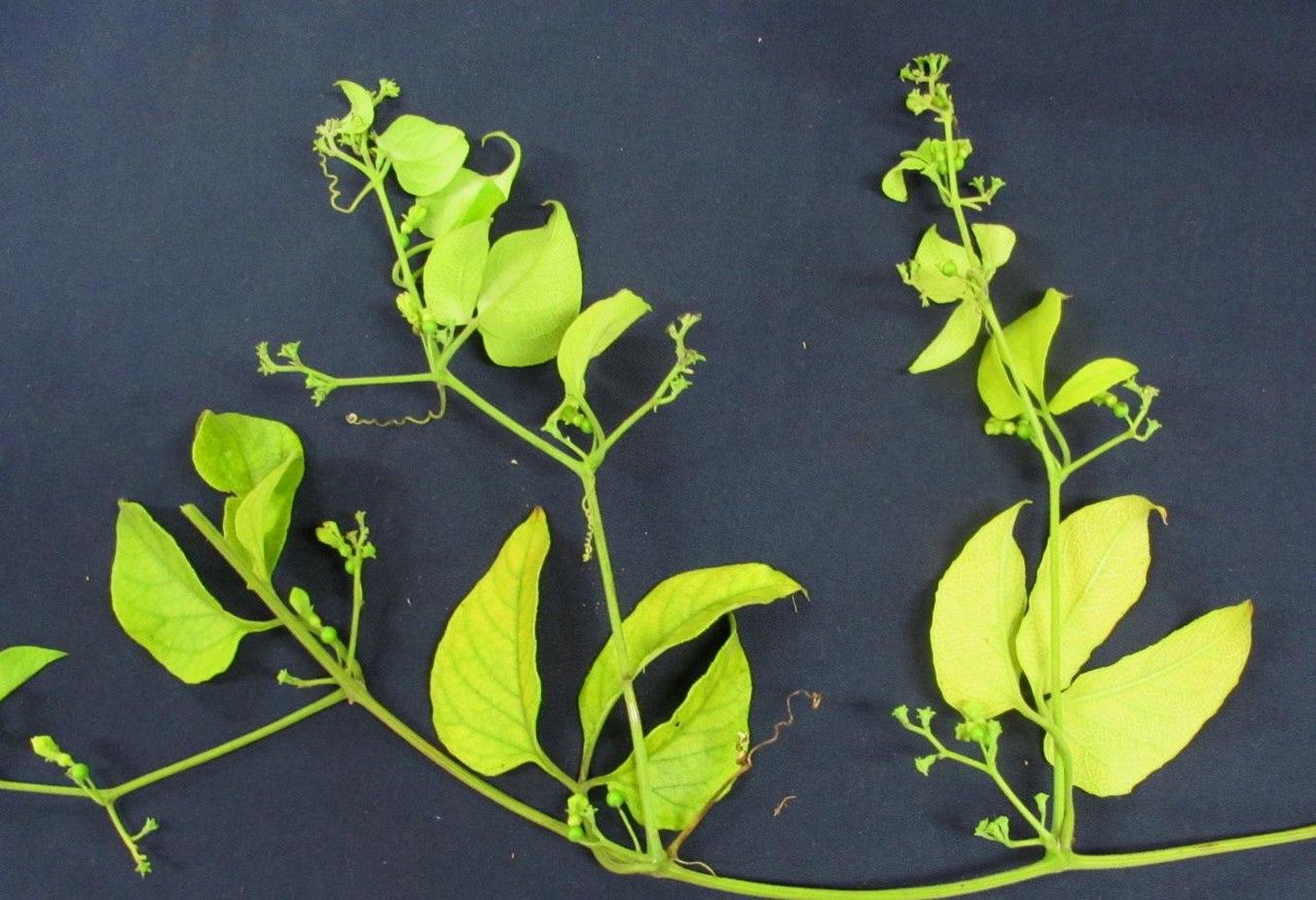 Cayaponia buraeavii other