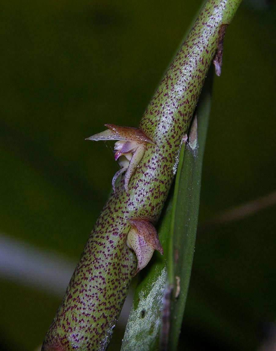 Bulbophyllum pinelianum bark