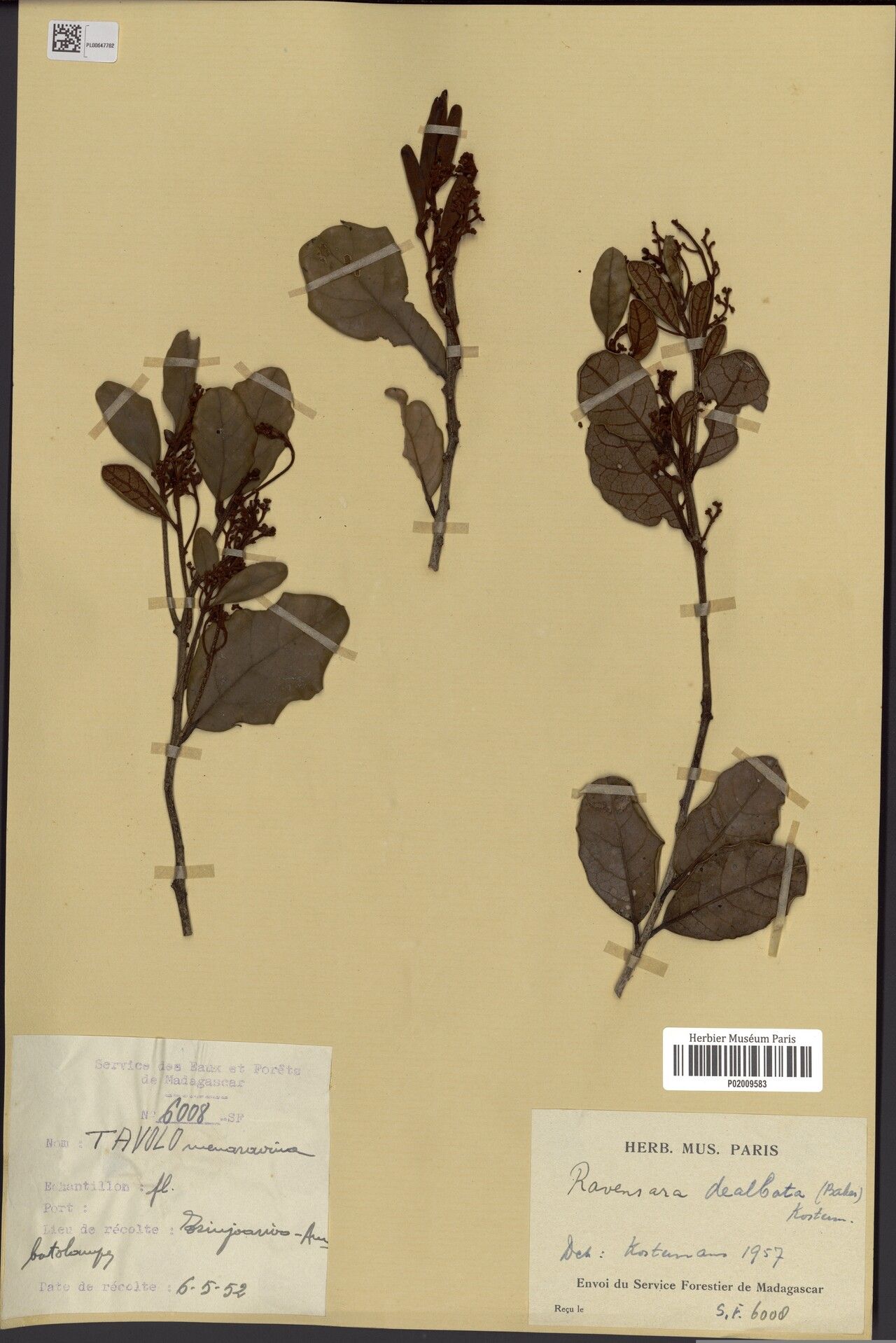 Cryptocarya dealbata — houseplant care guide