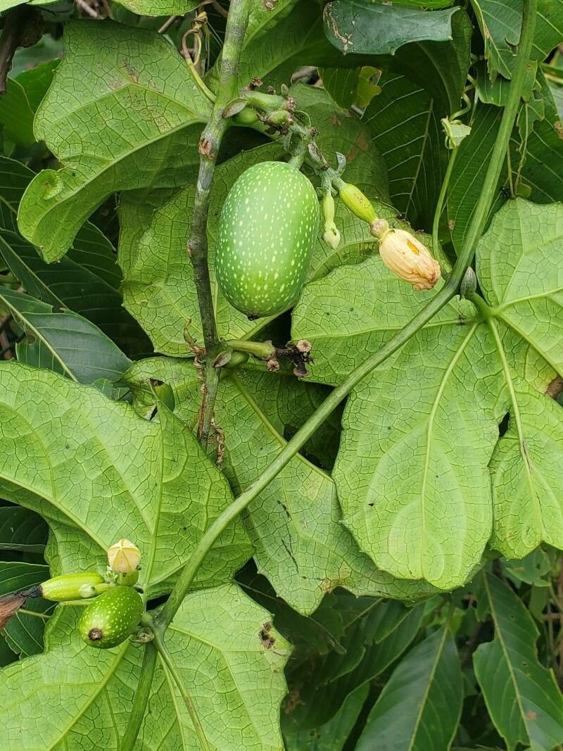 Coccinia barteri — related species from the same genus