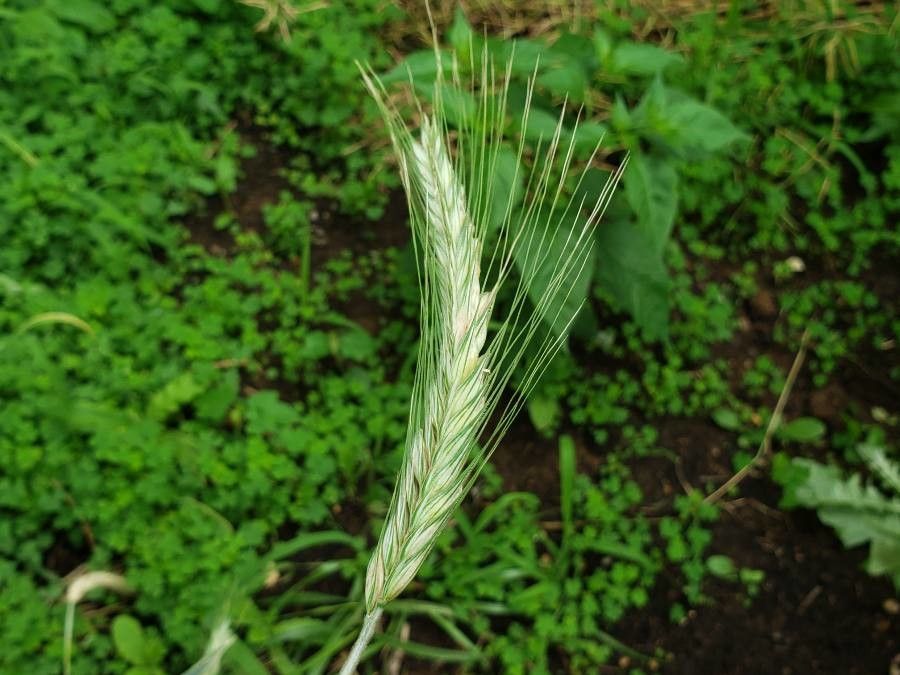 Hordeum bulbosum fruit