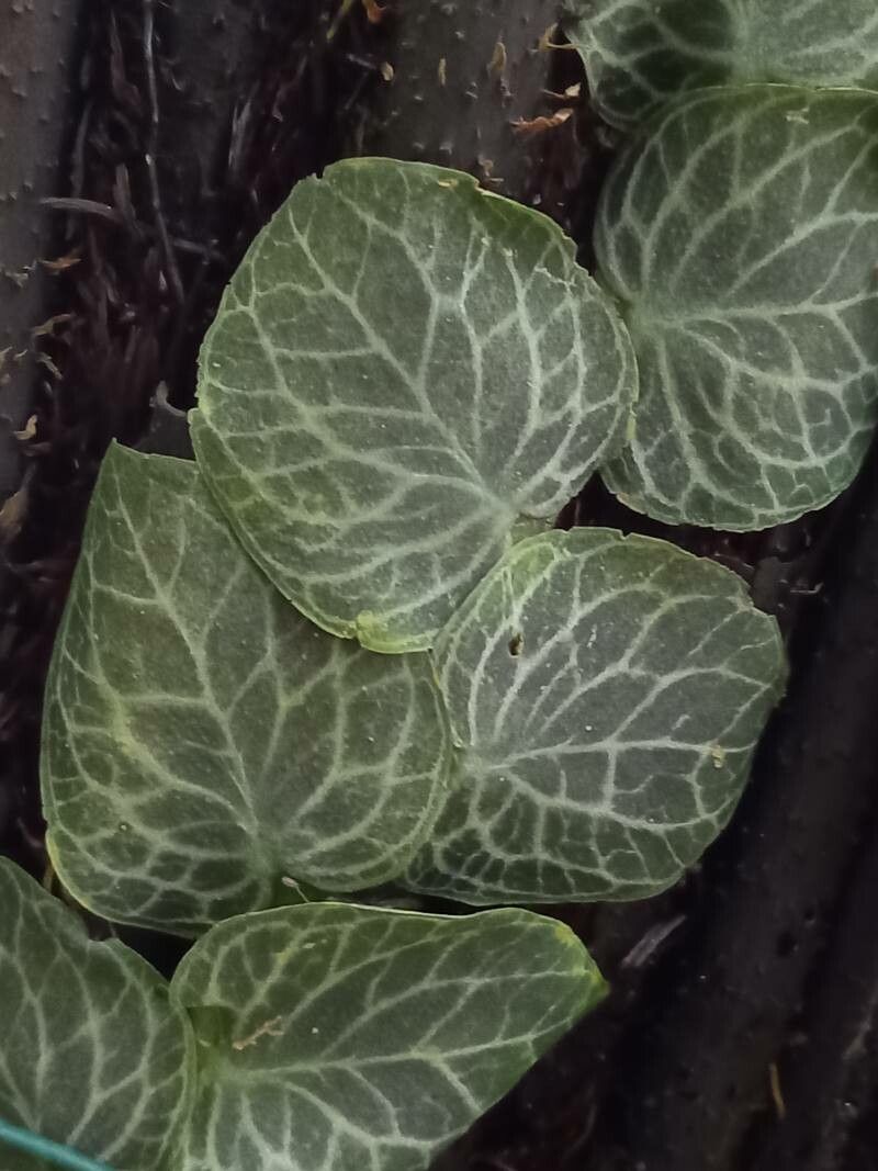 Vanilla perrieri — search result for 'Vanilla'