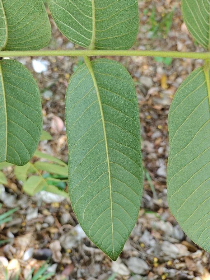 Centrolobium robustum leaf
