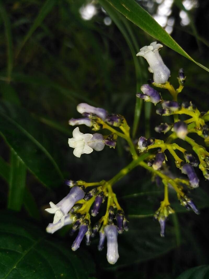 Palicourea adusta flower