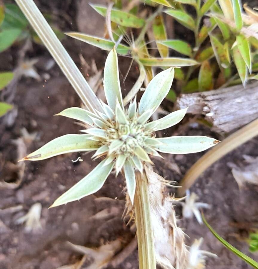 Eryngium nudicaule leaf