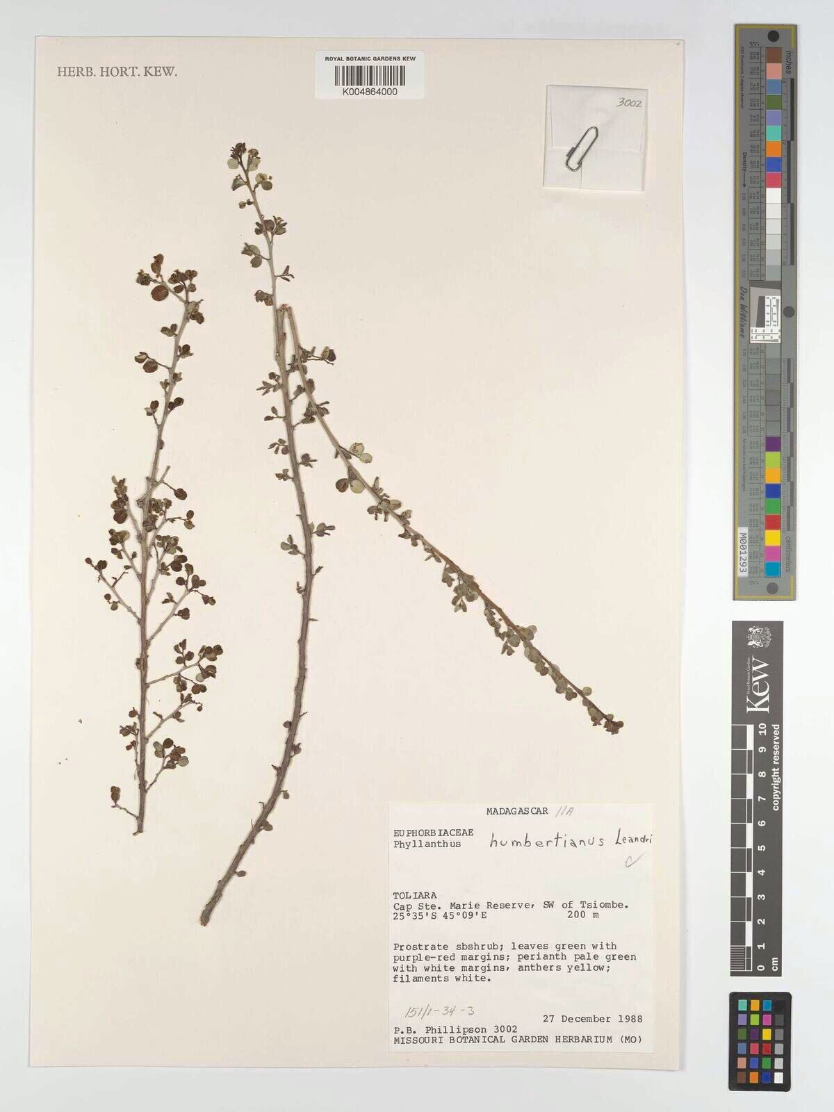 Phyllanthus humbertianus — houseplant care guide