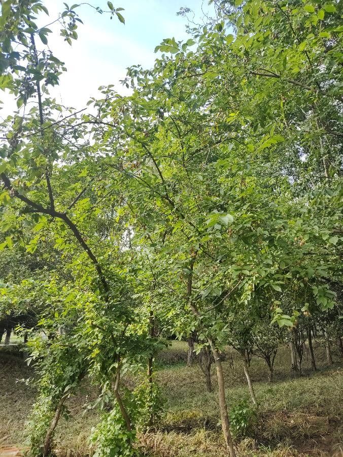 Sinojackia xylocarpa habit