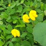 Arachis hypogaea