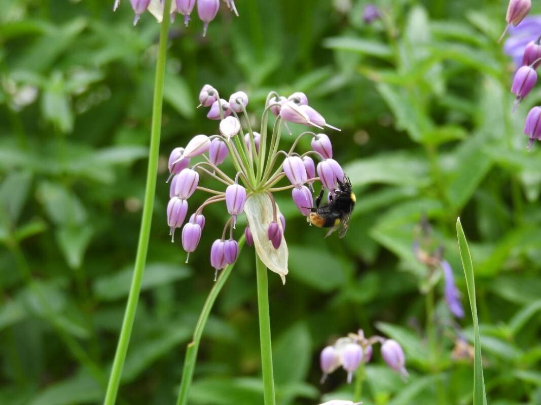 Allium macranthum — houseplant care guide
