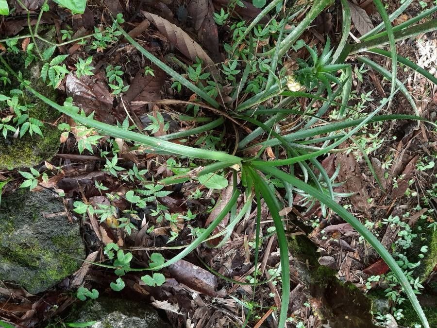 Ananas ananassoides leaf