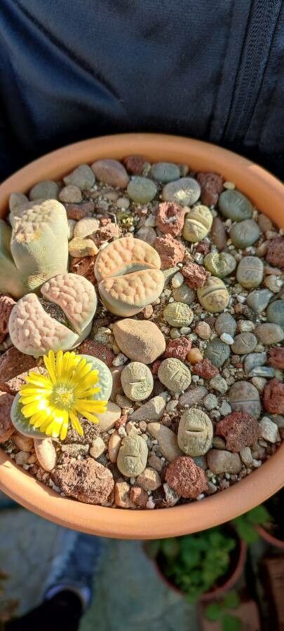Lithops pseudotruncatella leaf