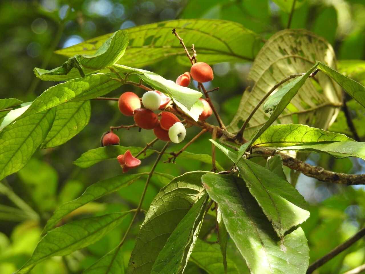 Protium rhoifolium fruit