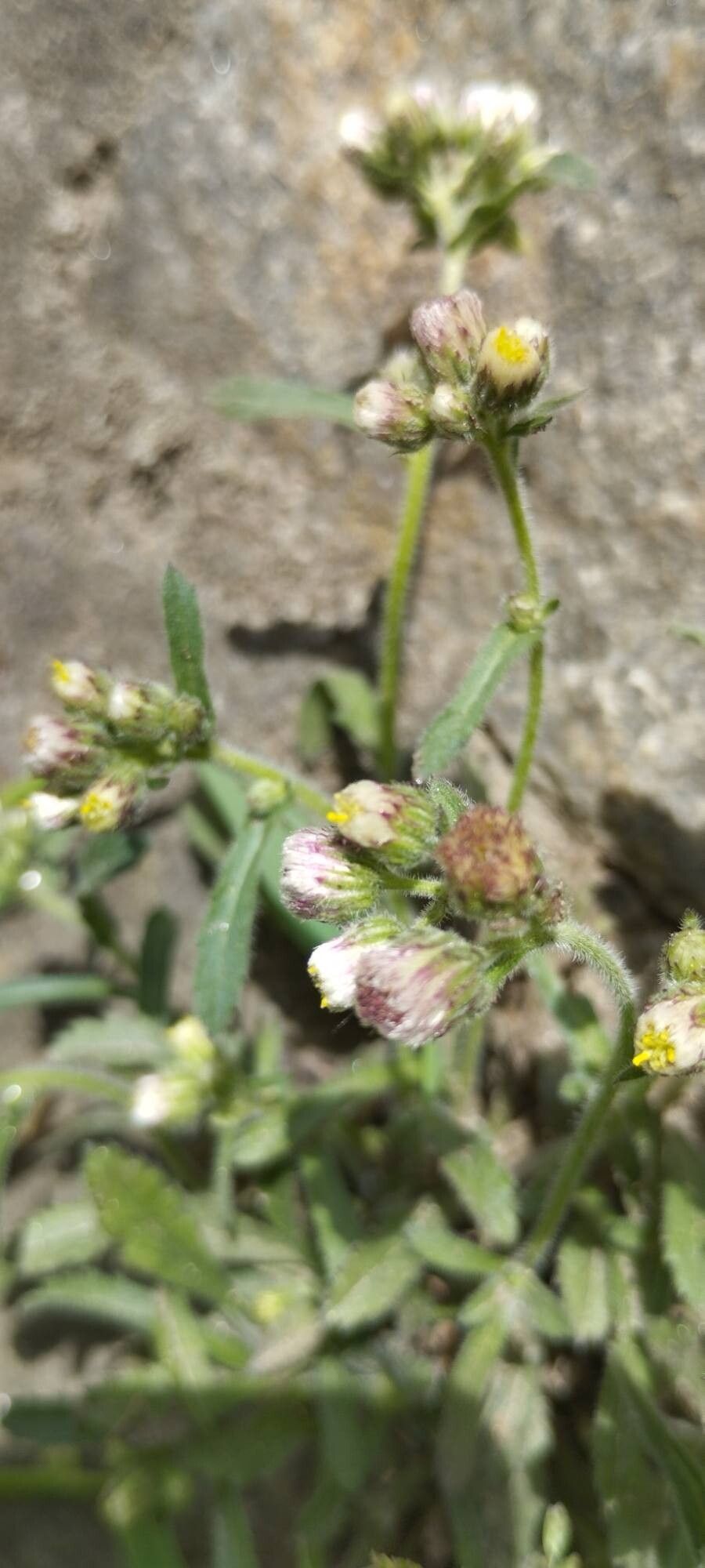 Eschenbachia japonica flower