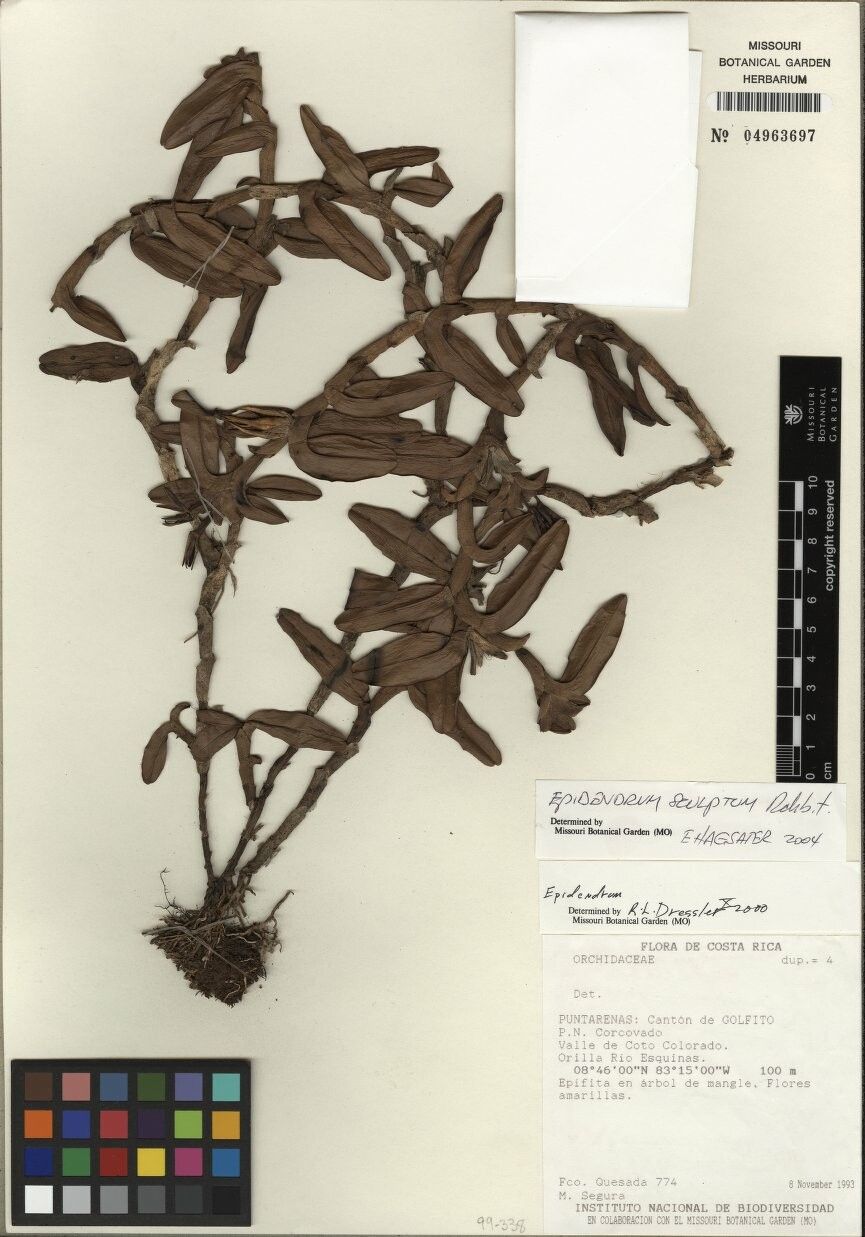 Epidendrum sculptum other