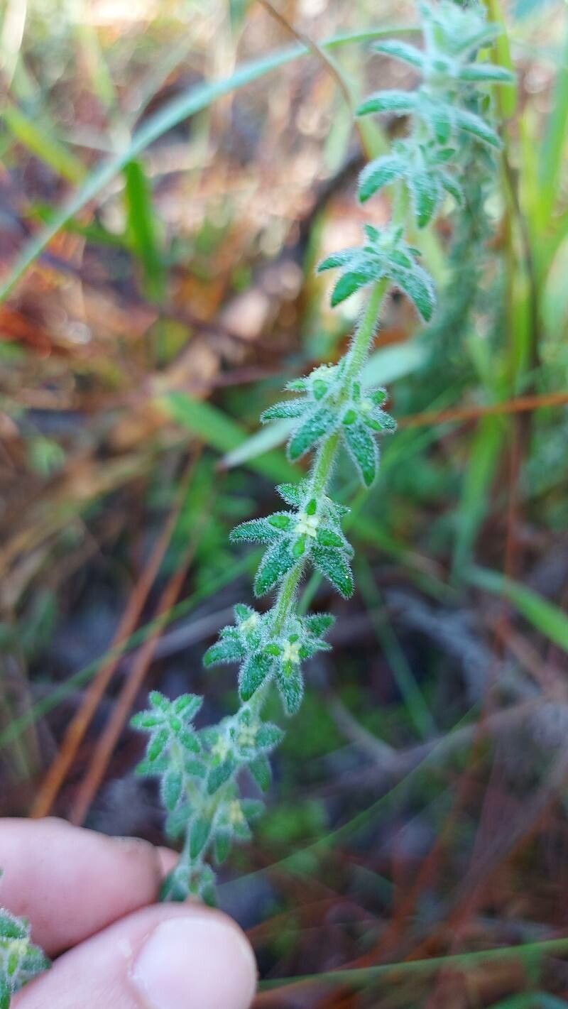 Galium hirtum flower