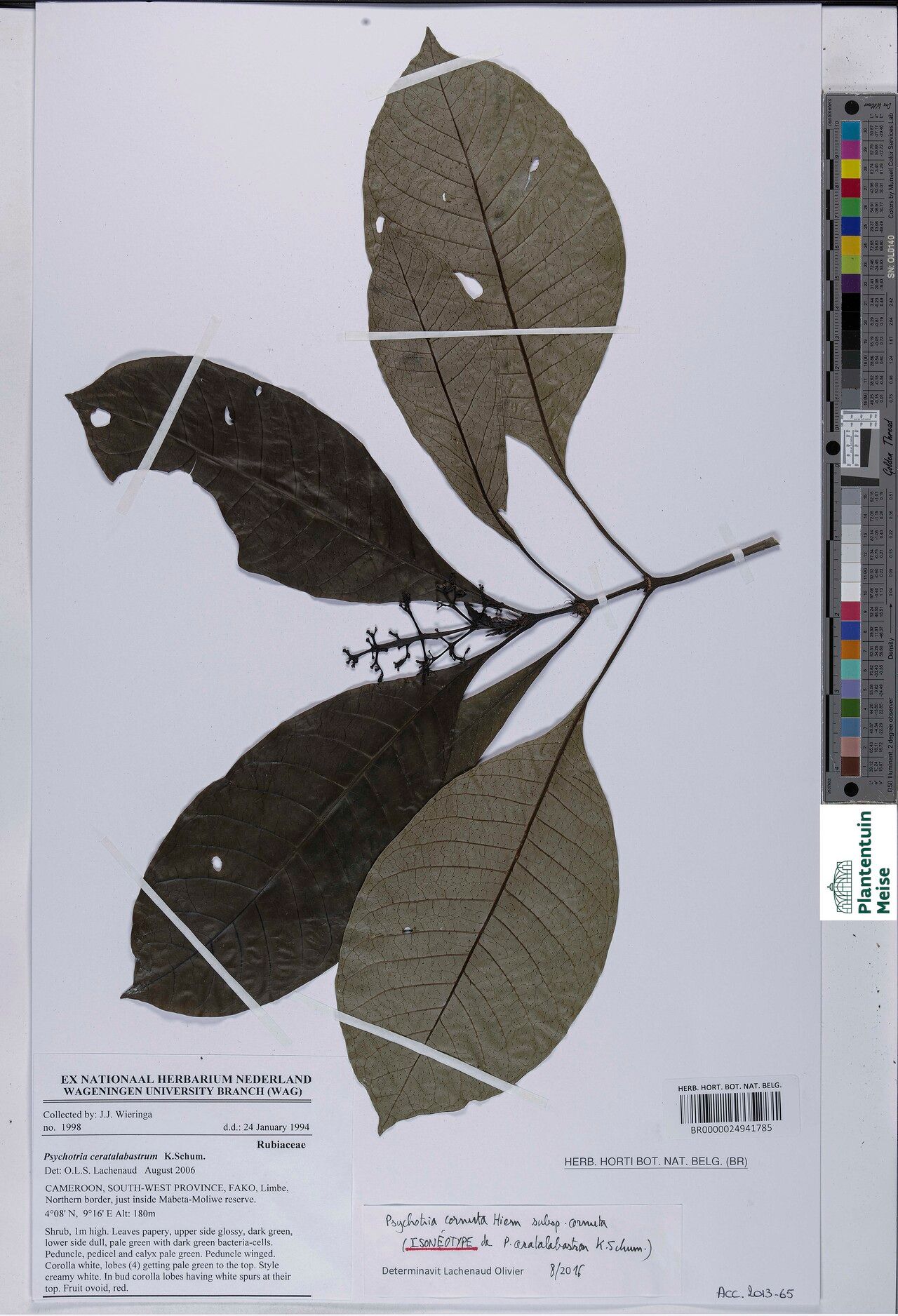 Psychotria ceratalabastron — houseplant care guide