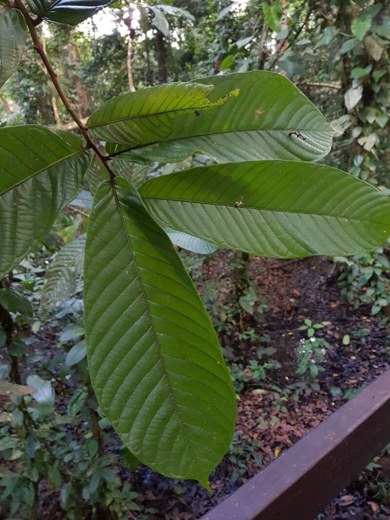 Unonopsis storkii — houseplant care guide