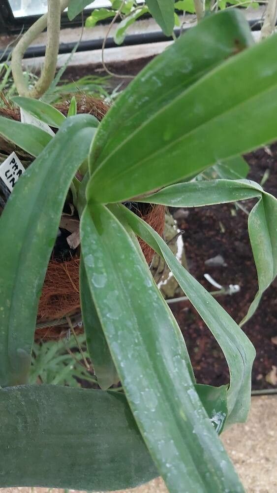 Phragmipedium lindleyanum leaf