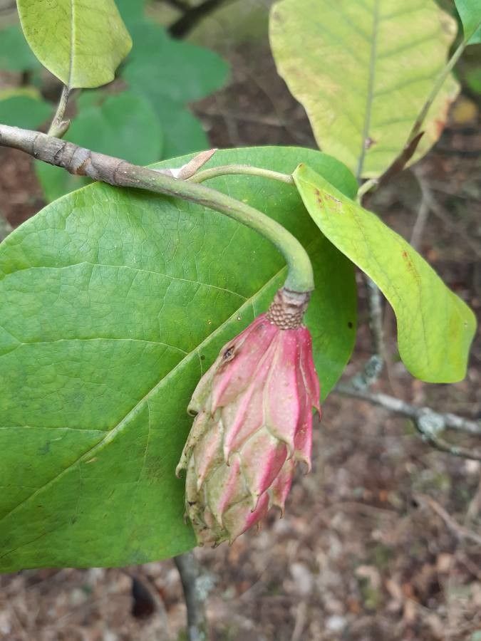 Magnolia sieboldii fruit