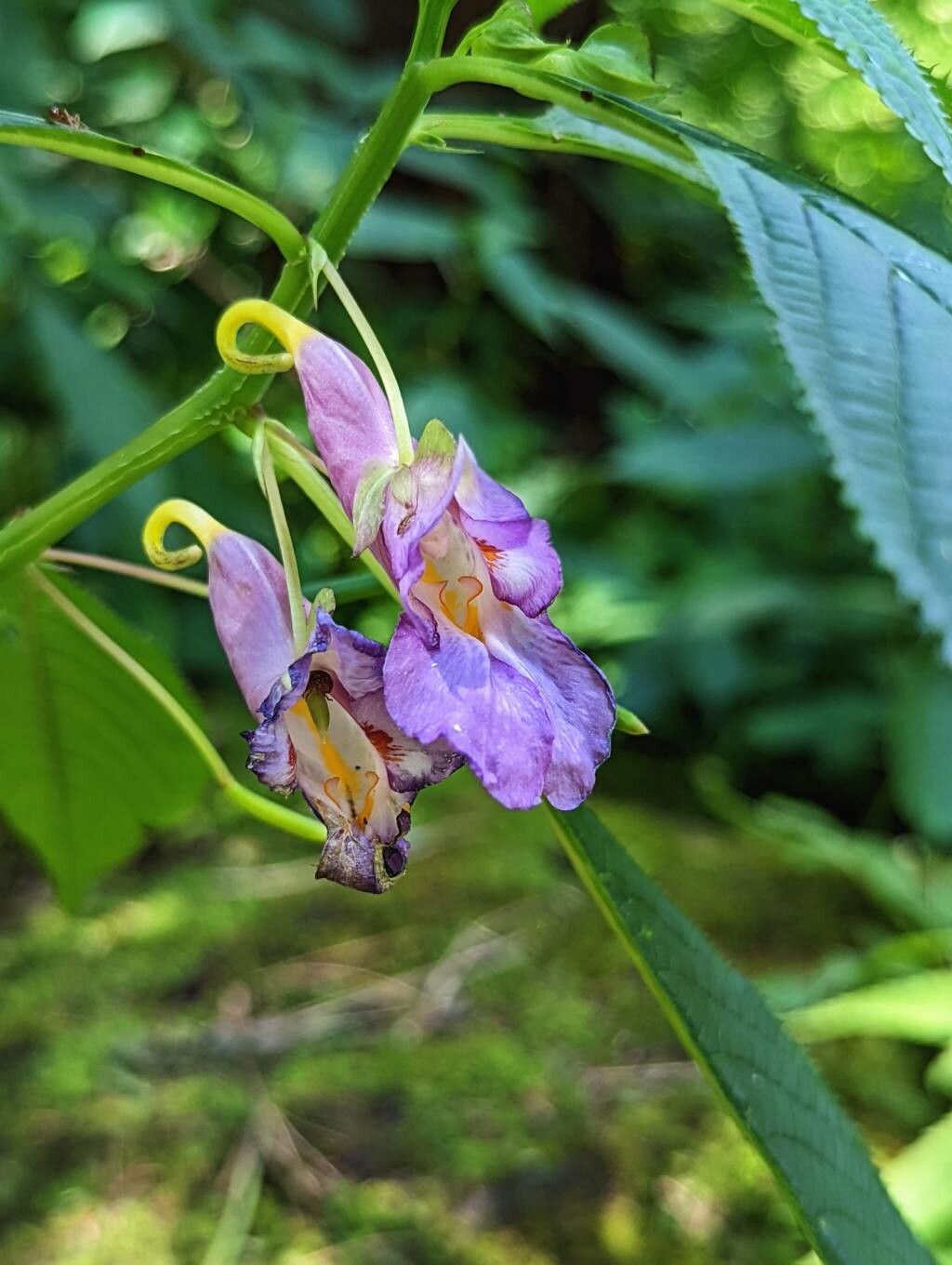 Impatiens arguta flower