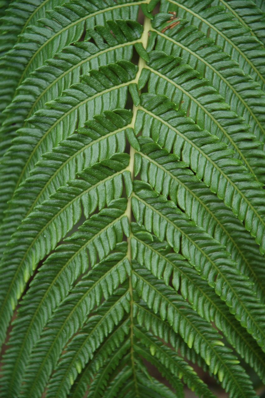 Sphenomeris chinensis leaf