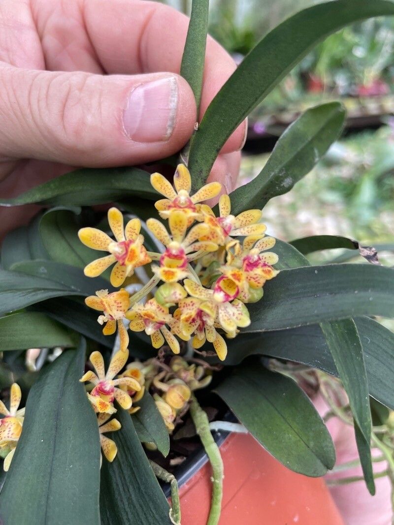 Gastrochilus japonicus flower