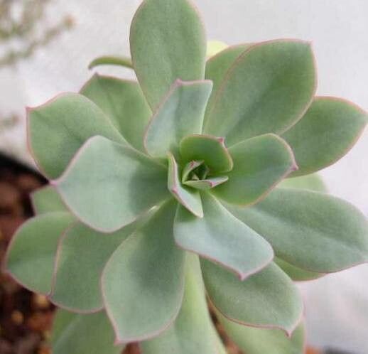 Echeveria quitensis — houseplant care guide