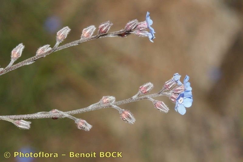 Myosotis atlantica fruit
